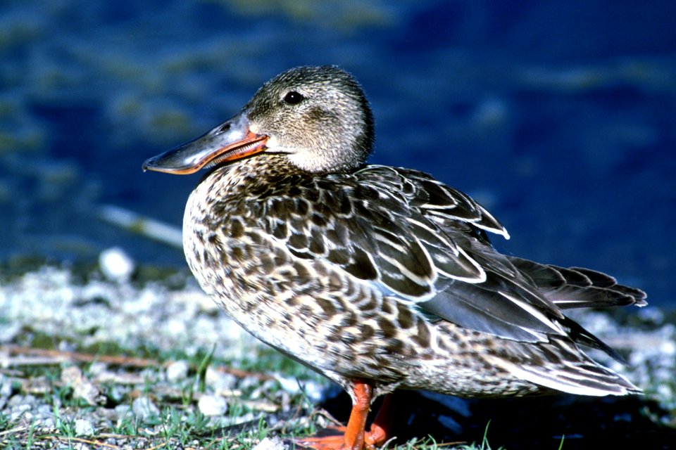 Female northern shoveler Lower Klamath NWR, Siskiyou County, California