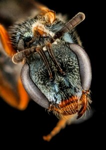Lasioglossum tarponense, F, face, Florida, St Johns County 2013-03-04-18.12.59 ZS PMax