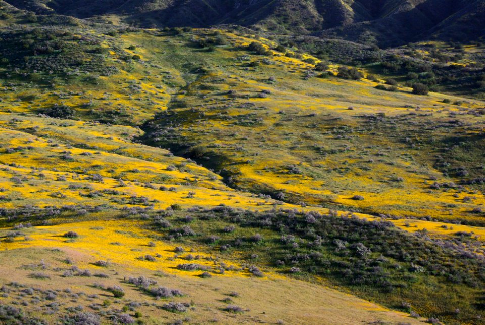 LAWSON SPRINGS AREA -204