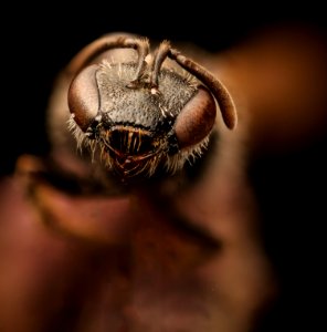 Lasioglossum pectorale, f, face, Centre Co., PA 2017-04-07-17.47