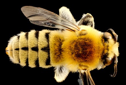 habropoda excellens, m, ut, back 2014-10-11-20.48.35 ZS PMax