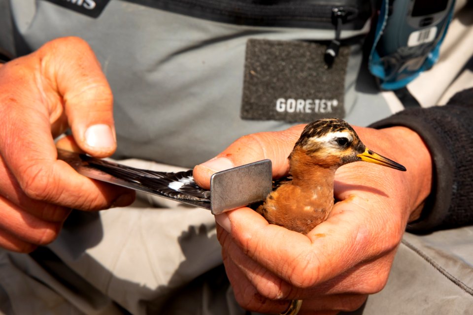 Measuring a red phalarope wing - Arctic Bird Fest 2019