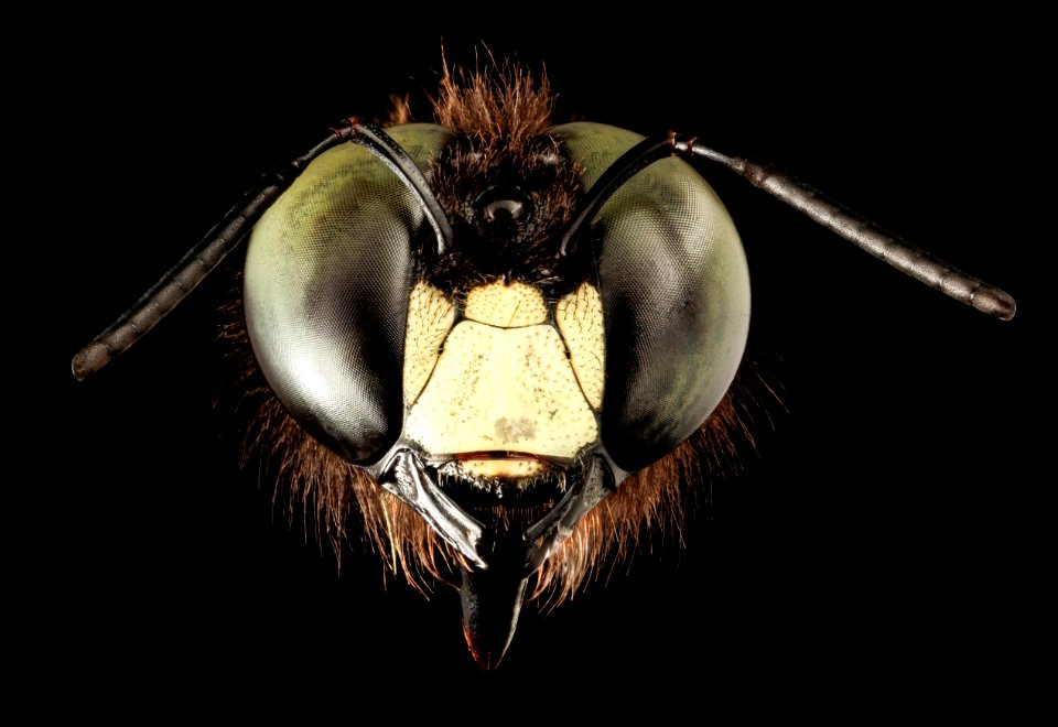 Xylocopa virginica, m, face, talbot, md 2015-05-17-16.49.24 ZS PMax