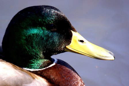 MALLARD (3-2-07) male photo