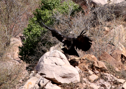 California condor chick #871 lands near the Devils Gate nest.