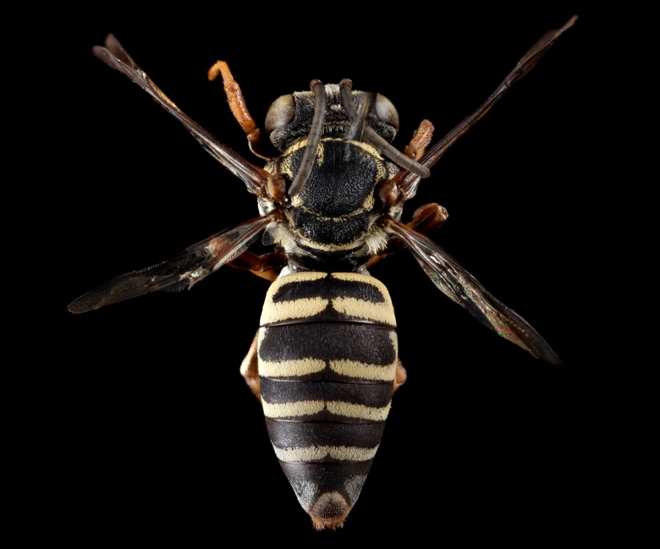 Triepeolus helianthi, F, Back, West Virginia, Kanawha County 2014-11-20-08
