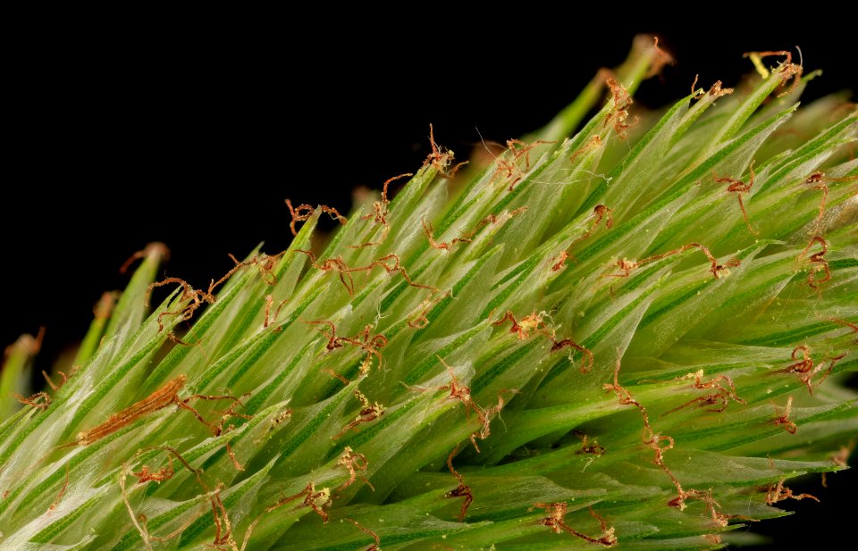 sedge flower, MD, PG County 2014-05-19-16.53.48 ZS PMax