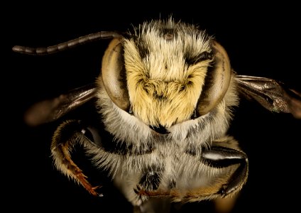Megachile petulans, M, face, Dorchester Co, MD 2015-08-27-14.48.17 ZS PMax UDR photo