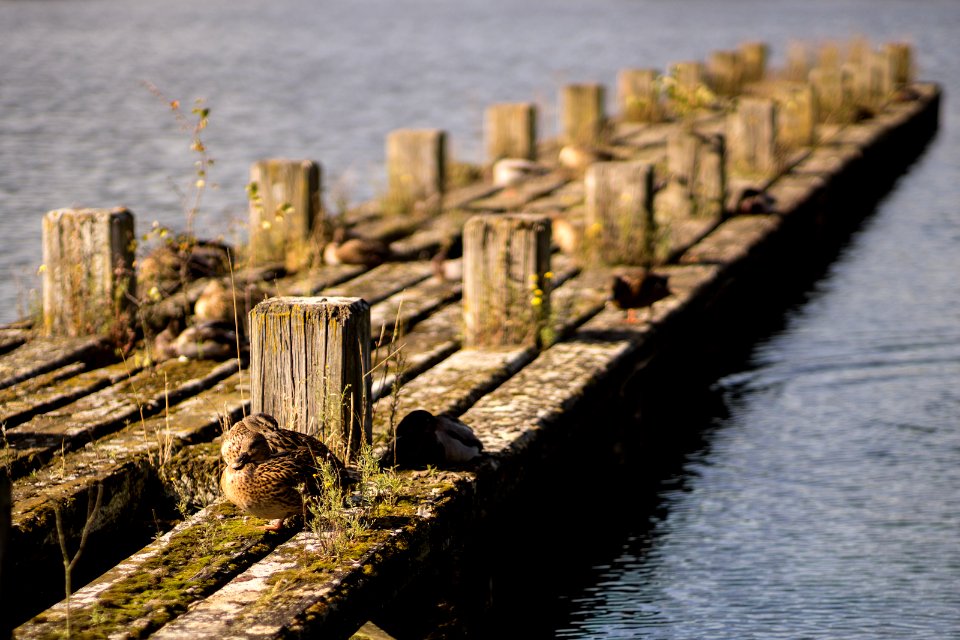 Enten in der Herbstsonne
