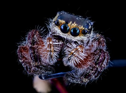 Jumping Spider front 091720 2020-09-17-15.10.08 ZS PMax UDR