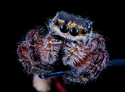 Jumping Spider front 091720 2020-09-17-15.10.08 ZS PMax UDR photo