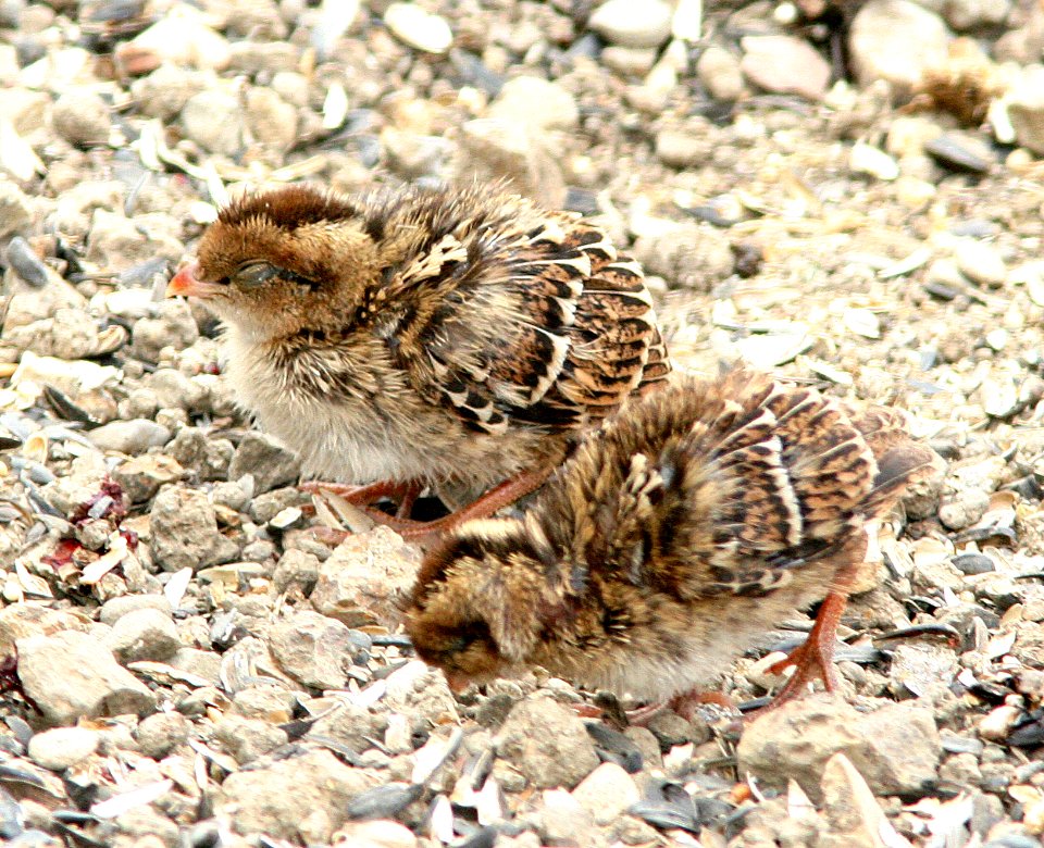 QUAIL, CALIFORNIA (5-26-07) juv, morro bay, slo co, ca
