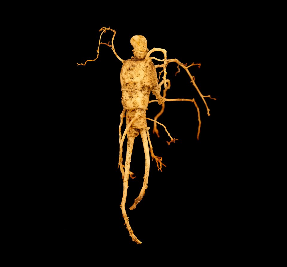 Panax quinquefolius 2, American Ginseng root, GFG, Howard County, Md 2019-03-22-15.19.18 ZS PMax UDR