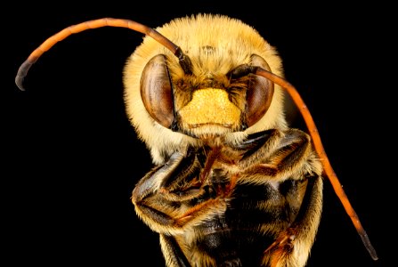 Florilegus condignus, U, face, District of Columbia, US National Arboretum, Valley West Plot 2013-04-19-14.58.09 ZS PMax