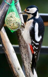 Bird seed animal feeding