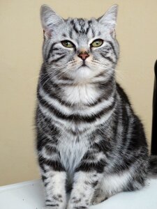 Cat pet british shorthair photo