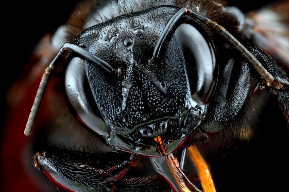 Xylocopa-sonorina,-face 2012-06-13-18.05.43-ZS-PMax