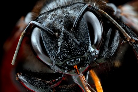 Xylocopa-sonorina,-face 2012-06-13-18.05.43-ZS-PMax photo