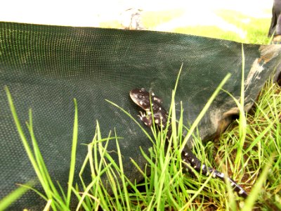 California Tiger Salamander along fence photo