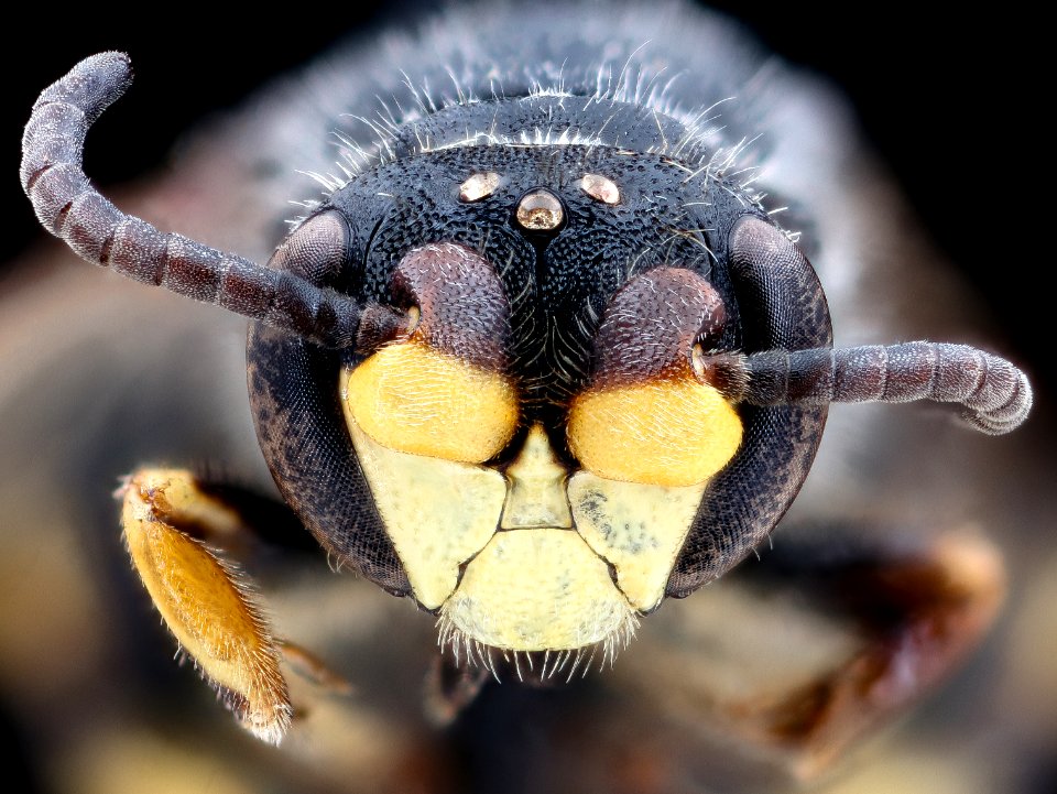 Hylaeus basalis2, m, face 2020-08-19-16.01.15 ZS PMax UDR