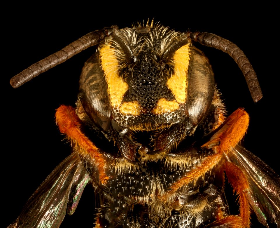 Stelis louisae, M, Face, MD, Dorchester County 2015-10-01-10.30.57 ZS PMax UDR