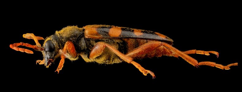 Beetle, U, Side, MD, Laurel 2013-06-27-14.50.16 ZS PMax photo