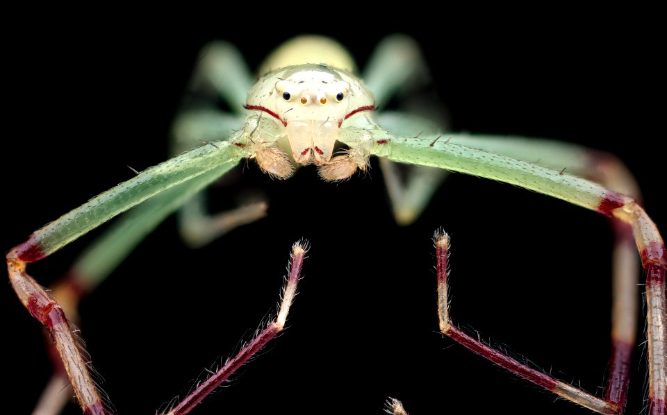 Green long leg spider, face 2020-08-03-18.11.58 ZS PMax UDR2