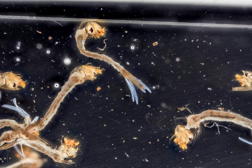mosquito in quartz sanitizer 2013-09-13-18.11.52 ZS PMax