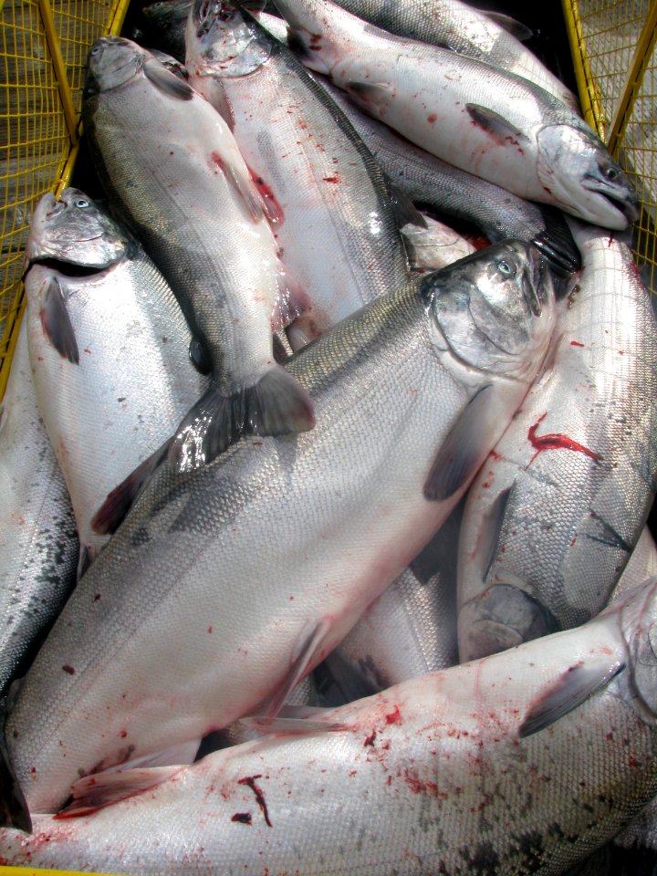 Salmon Harvest