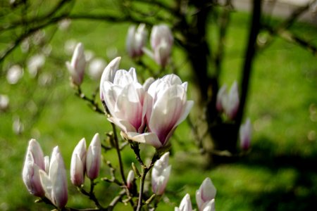 first magnolia I have seen this year photo