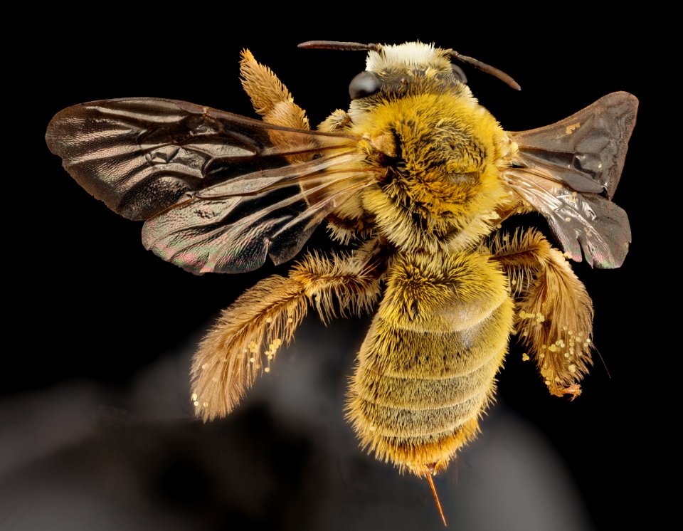 bee diadasia like, f, brazil, back 2014-08-08-11.18.41 ZS PMax