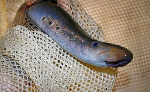 Pacific lamprey in net