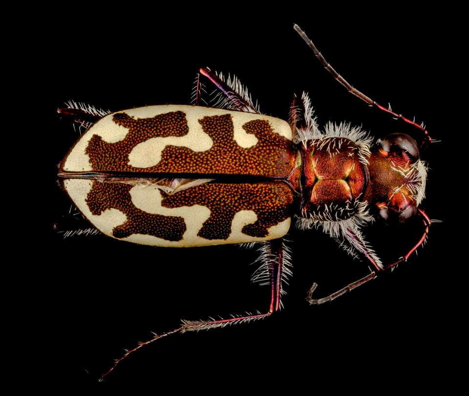 Tiger, eastern neck nwr, back 2015-05-26-05.58.48 ZS PMax