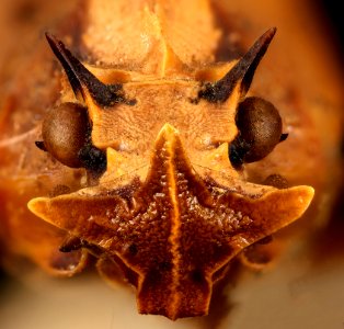 Phrictus diadema, brazil, snout 2016-02-23-20.36 photo