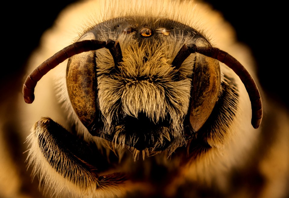 Diadasia australis, m, face, Jackson Co., SD 2018-08-10-18.33.10 ZS PMax UDR