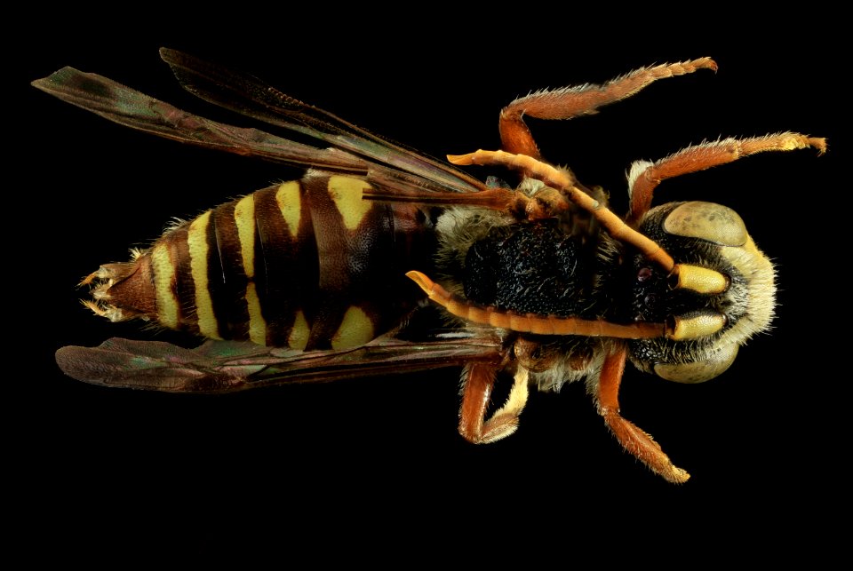 Nomada australis, M, Back, NY, Kings County 2014-04-22-16.37.29 ZS PMax