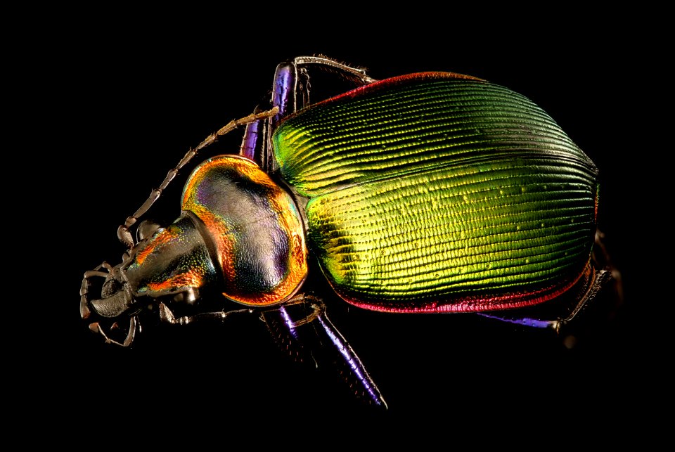 Calosoma scrutator, back, AR 2016-09-15-16.59