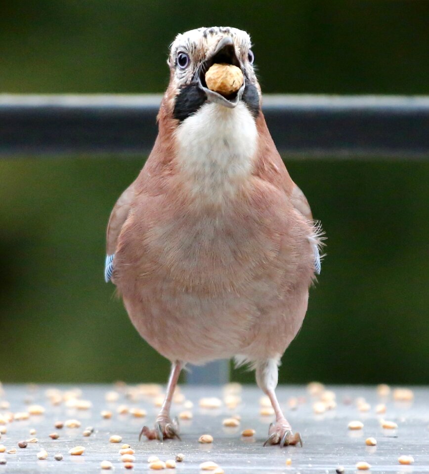 Feeding hunger young jay