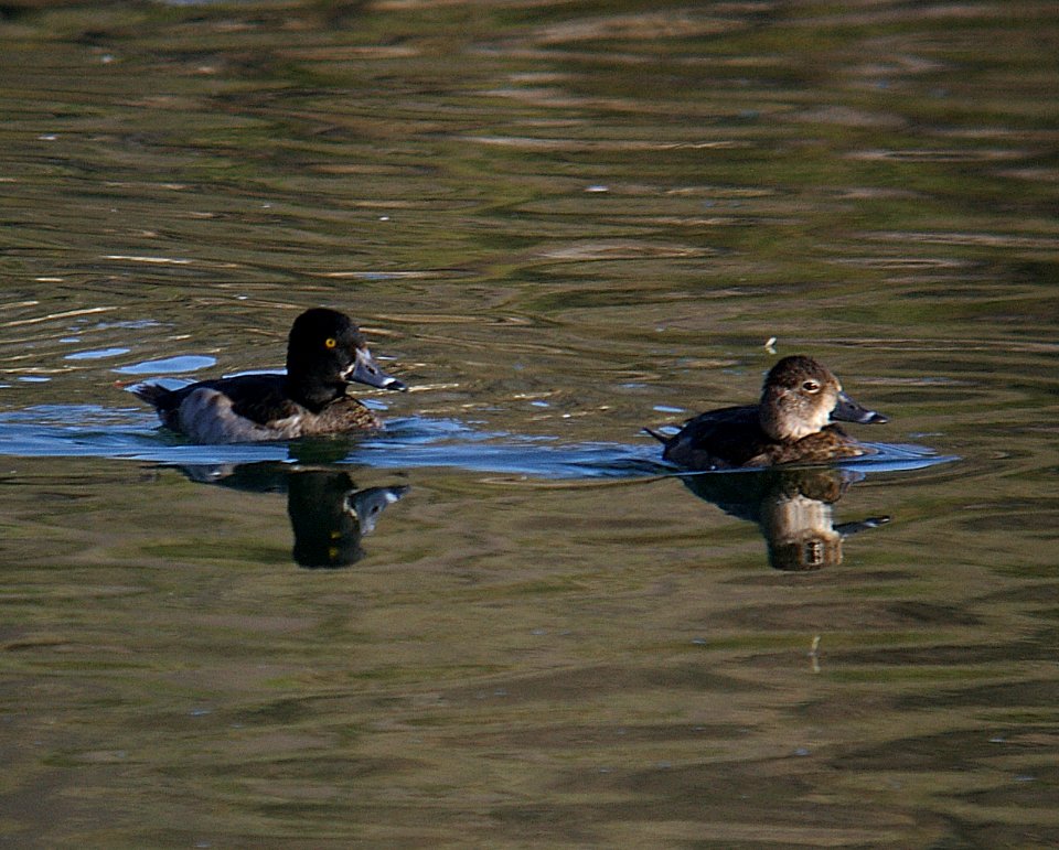 DUCK, RING-NECKED (11-5-06) slo co, ca