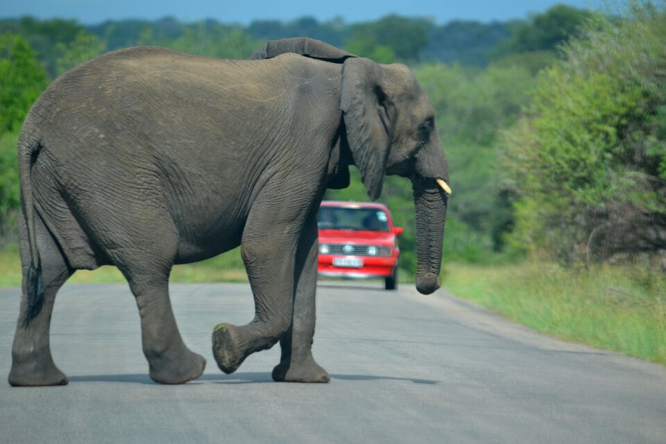 Conservation trunk endangered