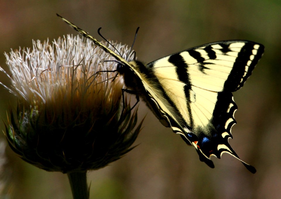 Western swallowtail on thistle near Kern River, California