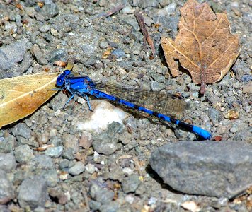 DANCER, VIVID (argia vivida) (4-17-07) male, res cyn, san luis obispo co, ca