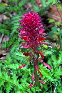 INDIAN WARRIOR (pedicularis densifolia Hook) (3-10-07)-3