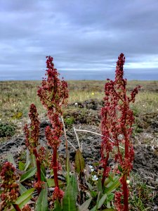 2019 Arctic Virtual Bird Fest