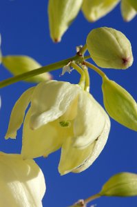 YUCCA (yucca whipplei) (6-8-07) res cyn -2