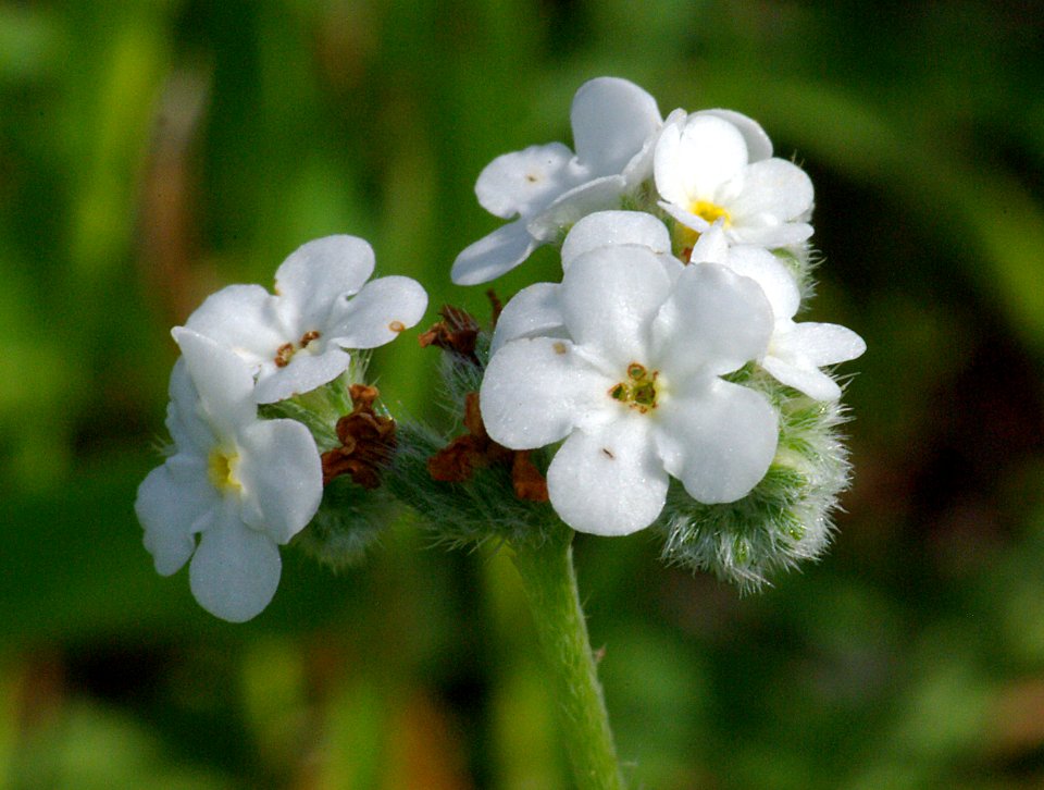 POPCORN FLOWER (cryptantha sp) (3-9-09) chorro creek e a -03