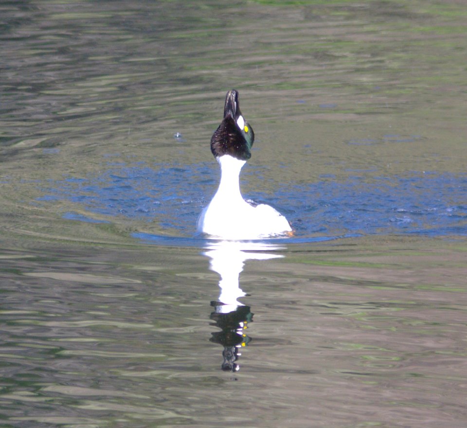 GOLDENEYE, COMMON (3-15-09) bob jones bridge -07