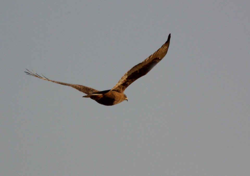 HAWK, FERRUGINOUS (11-19-08) DARK PHASE, CARRIZO -14