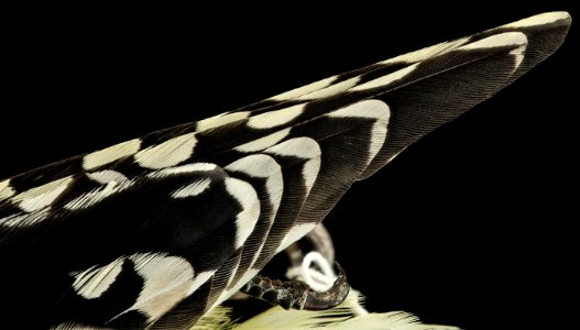 sapsucker, wing, dc 2014-05-06-16.26.29 ZS PMax photo