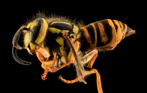 Yellowjacket, Side, MD, Talbot County 2013-09-30-19.29.12 ZS PMax photo